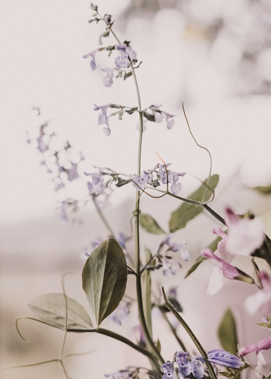 Soft purple wildflowers