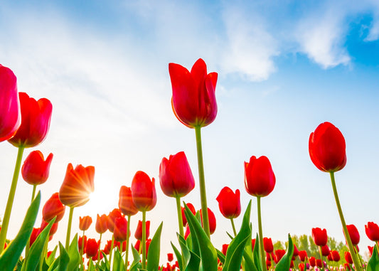 Field of red tulips