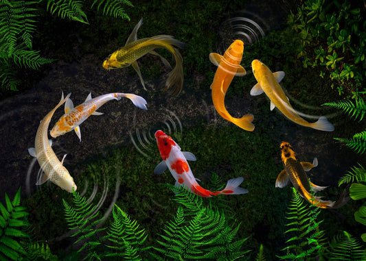 Koi Fishes