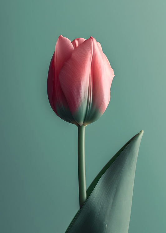 Pink Petal flower