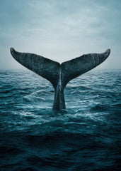 Epic Whale Tale Photo