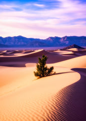 Desert Breeze & Color