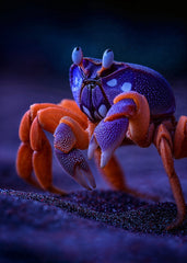 Neon Sentinel of the Shore