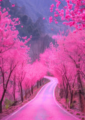 Cherry blossoms