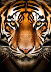 Mighty tiger