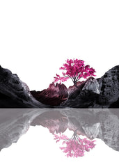 Reflected Bloom