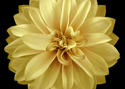 Golden Dahlia Bloom