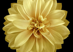 Golden Dahlia Bloom