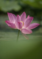 Sacred Pink Lotus Blossom