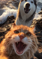 Awooooo! Cat! Awooo!