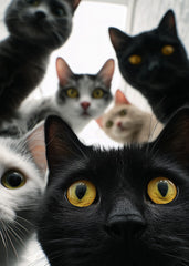 The Paw-parazzi Are Here