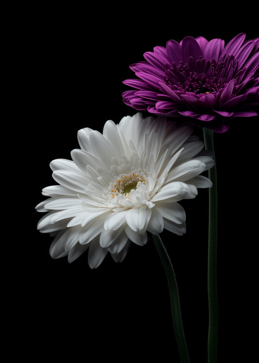 Purple and White Flowers