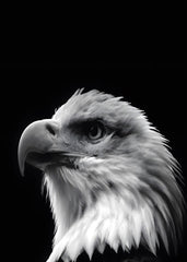 Fierce eagle