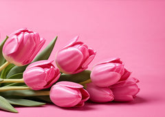 Pink Tulips photography
