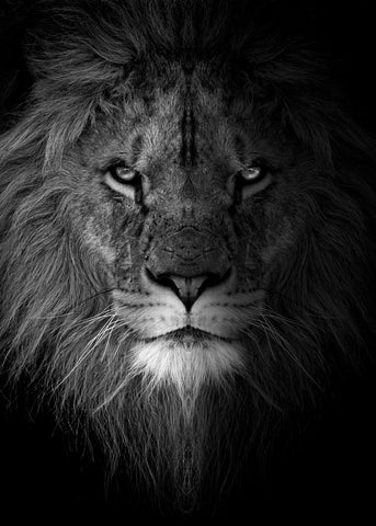 loading ...