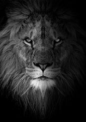 black and white lion face