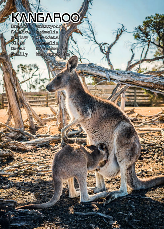 Kangaroo
