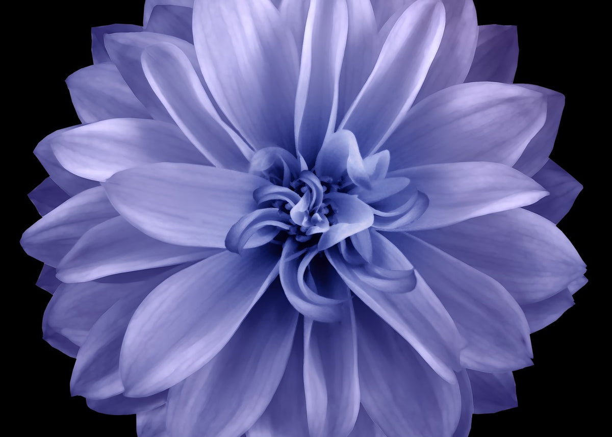Lavender Dahlia Bloom