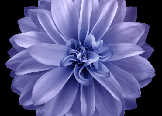 Lavender Dahlia Bloom