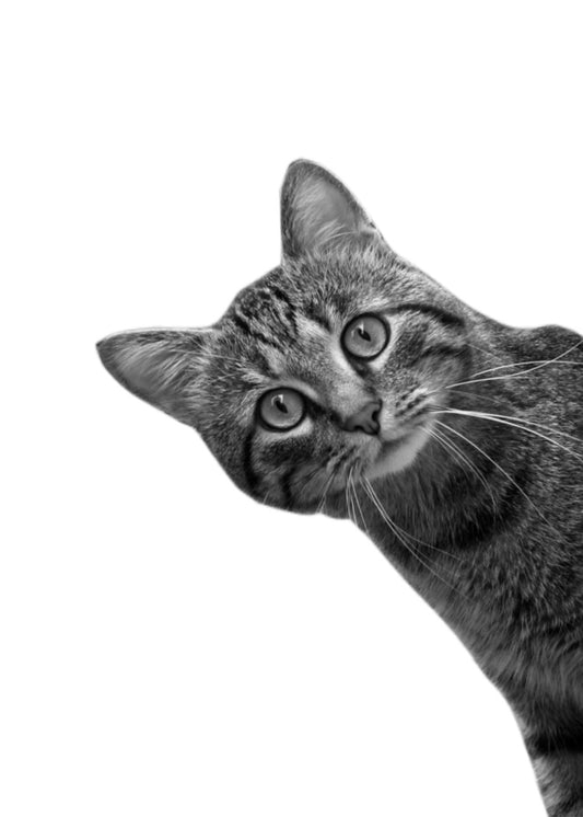 Funny Cat
