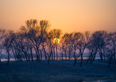 Winter Sunset Through Trees