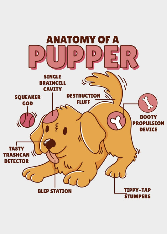 Cute Pupper Anatomy